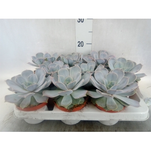 Echeveria lilacina