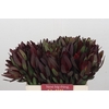 Leucadendron Saf Sunset Dark Red