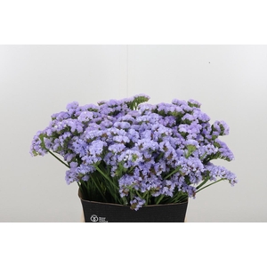 Limonium Donau Birds