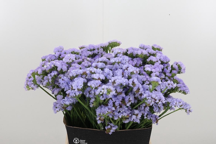 <h4>Limonium Donau Birds</h4>