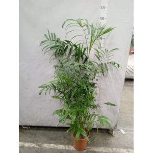 Chamaedorea seifrizii