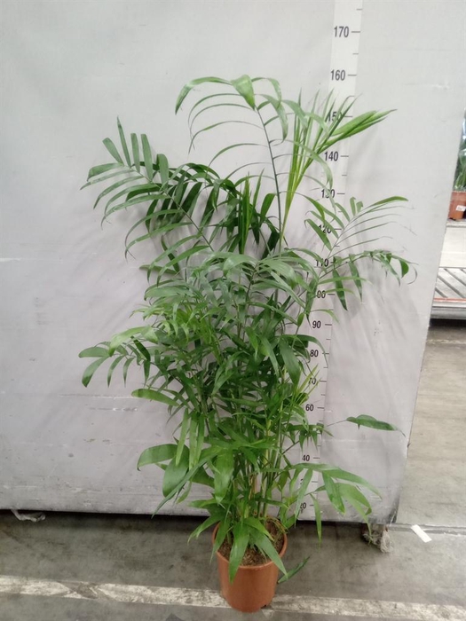 <h4>Chamaedorea seifrizii</h4>