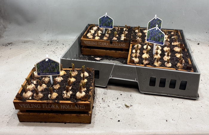 <h4>ARR MUSCARI</h4>