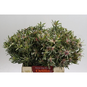 Leucadendron Ayoba Star Pearl