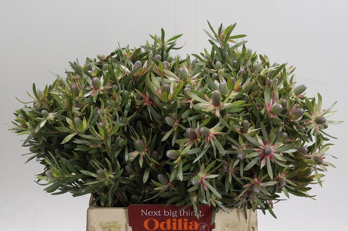 <h4>Leucadendron Ayoba Star Pearl</h4>