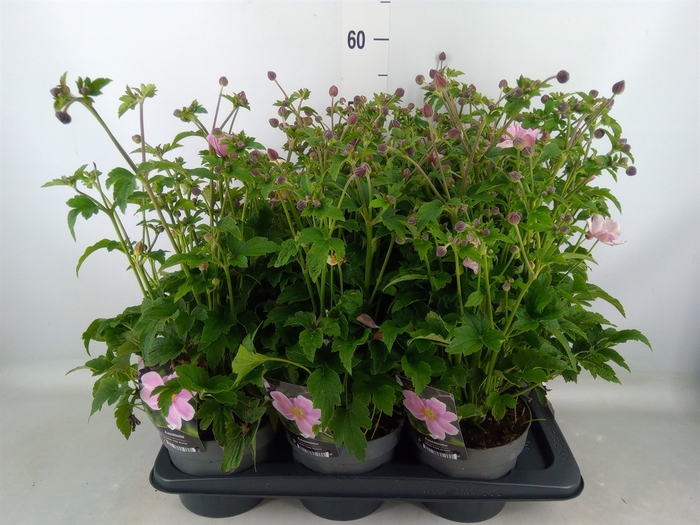 <h4>Anemone   ...</h4>