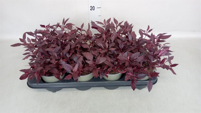<h4>Alternanthera dent.</h4>
