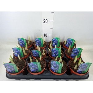 Iris reticulata 'Harmony'