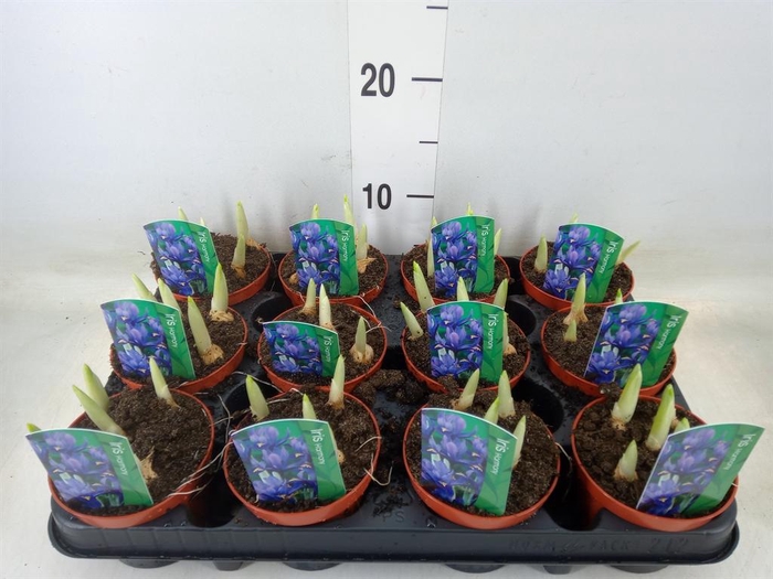 <h4>Iris reticulata 'Harmony'</h4>