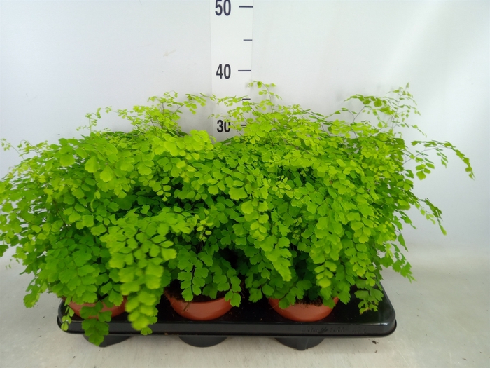 <h4>Adiantum raddi. 'Fragrans'</h4>