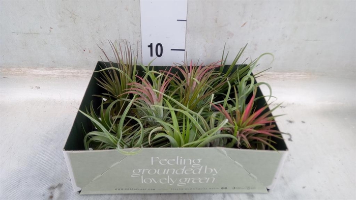 <h4>Tillandsia</h4>