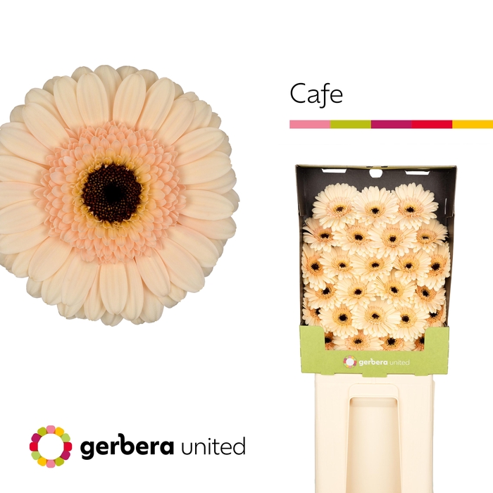 <h4>Germini Cafe Diamond</h4>