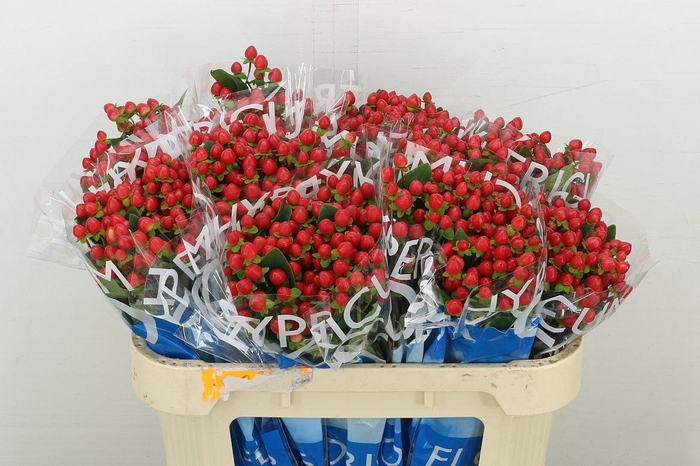 <h4>Hyp Coco Rio</h4>