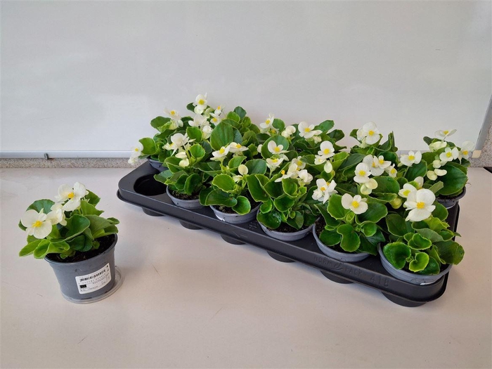 <h4>Begonia Semperflorens Grp overig</h4>