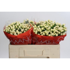 Hypericum Cool Romance