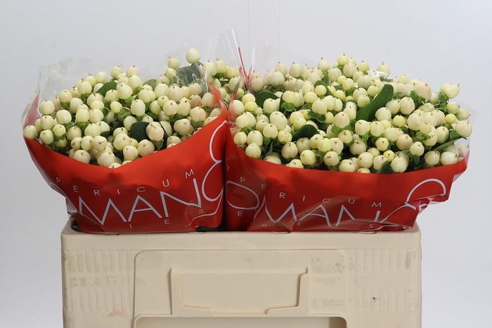 Hypericum Cool Romance