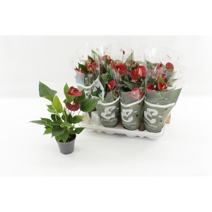 ANTHU AN SUCCESS RED