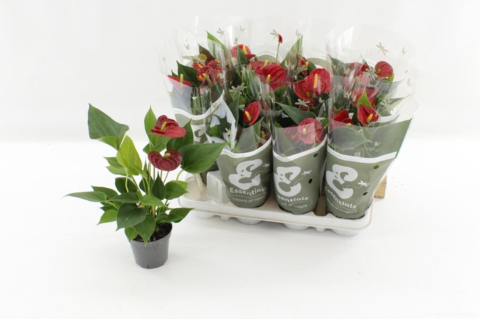 <h4>ANTHU AN SUCCESS RED</h4>