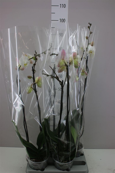 <h4>Phal Wit 2 Tak</h4>