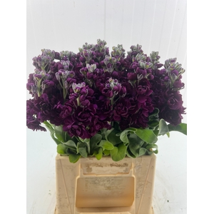 MATTH ZIZI PURPLE