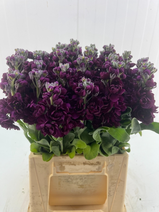 <h4>MATTH ZIZI PURPLE</h4>