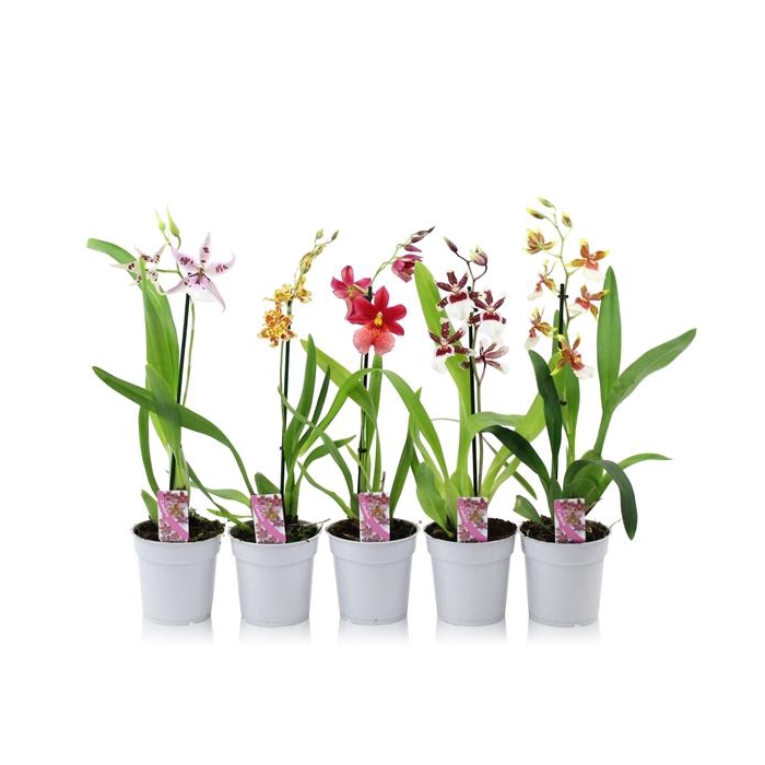 <h4>Cambria mix 1 spike 35-50 cm</h4>