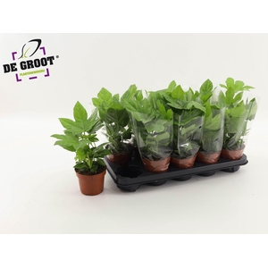 FATSIA OV
