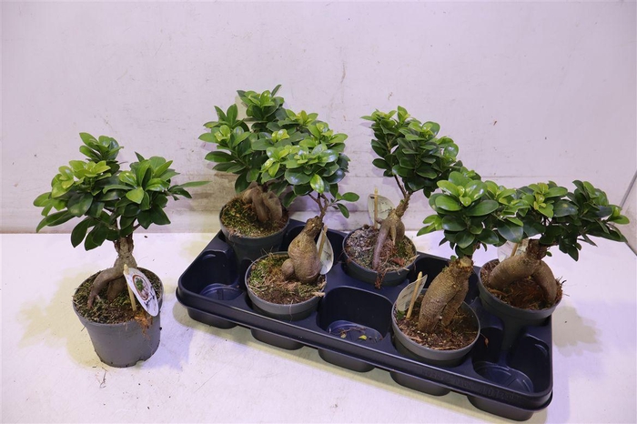 <h4>Fic Mi Ginseng</h4>