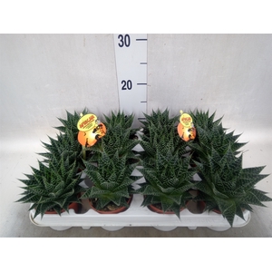 Gasteria