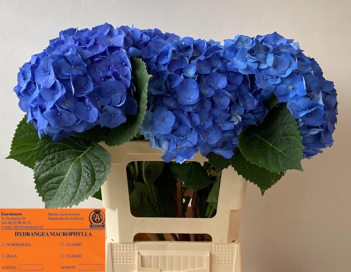 <h4>HYDR M BELA BL</h4>