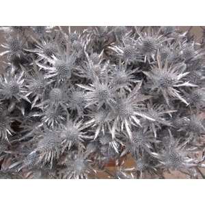 Eryng Orion Zilver / Glitt L60