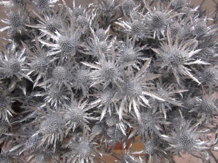 <h4>Eryng Orion Zilver / Glitt L60</h4>