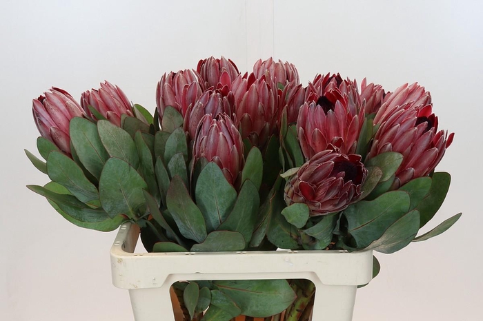 Protea Sharon
