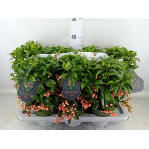 Ardisia crenata 'Bos Premium Pink'