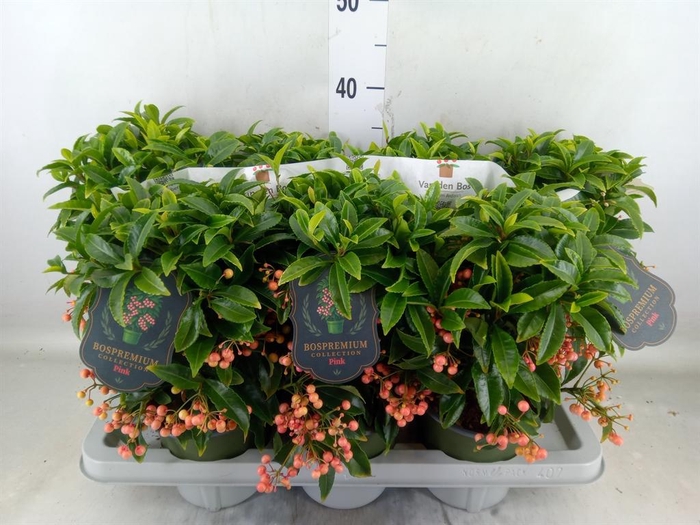 <h4>Ardisia crenata 'Bos Premium Pink'</h4>