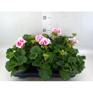 Pelargonium zona.   ...F1