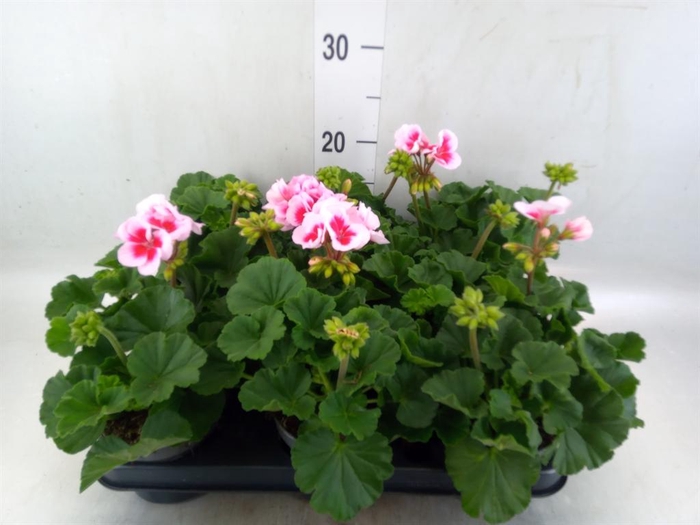 <h4>Pelargonium zona.   ...F1</h4>