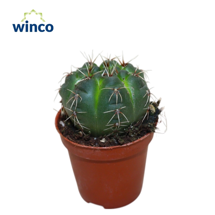 <h4>GYMNOCAL BALDIANUM</h4>