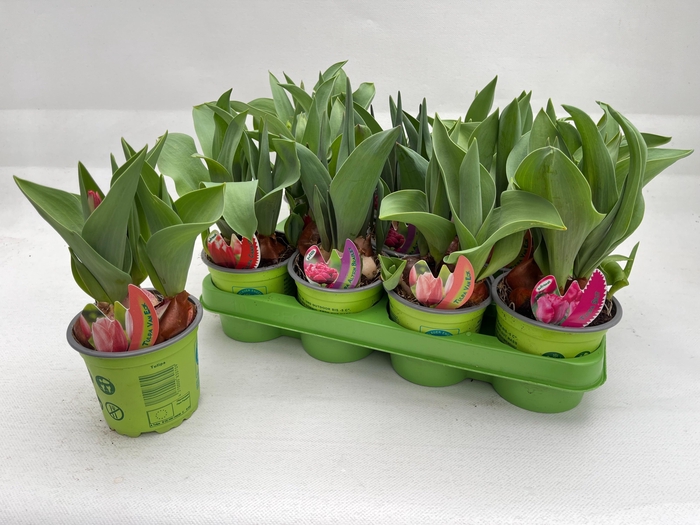 <h4>TUL GEM 4 KLEUREN</h4>