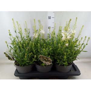 Gaura lindheimeri   ...