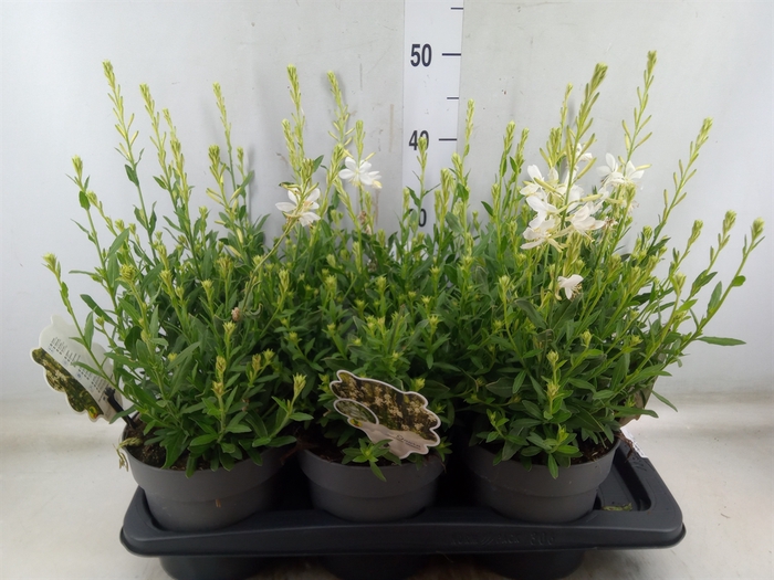 <h4>Gaura lindheimeri   ...</h4>