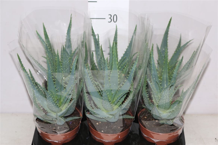 <h4>Aloe Arborescens</h4>
