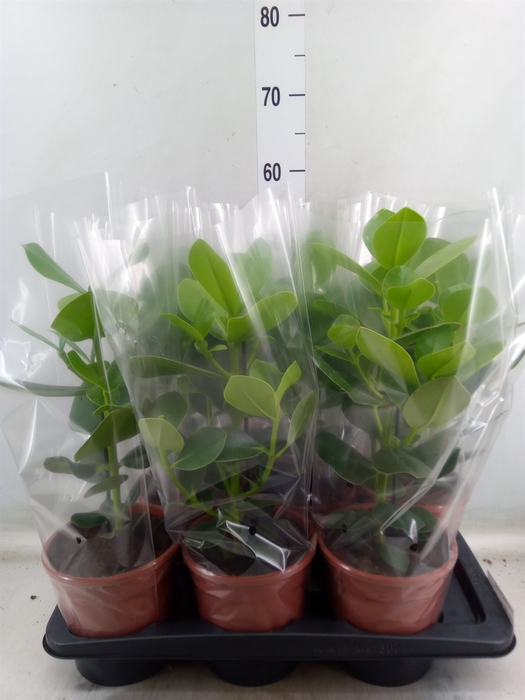 <h4>Clusia rosea 'Princess'</h4>