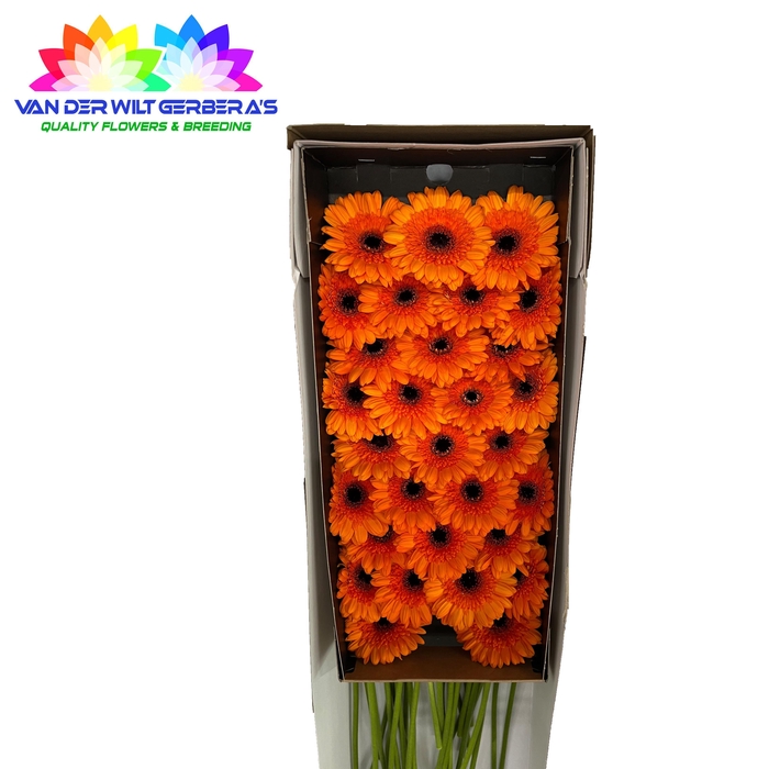 <h4>Germini Madison Doos</h4>