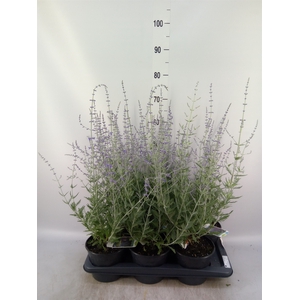 Perovskia atriplic. 'Blue Spire'