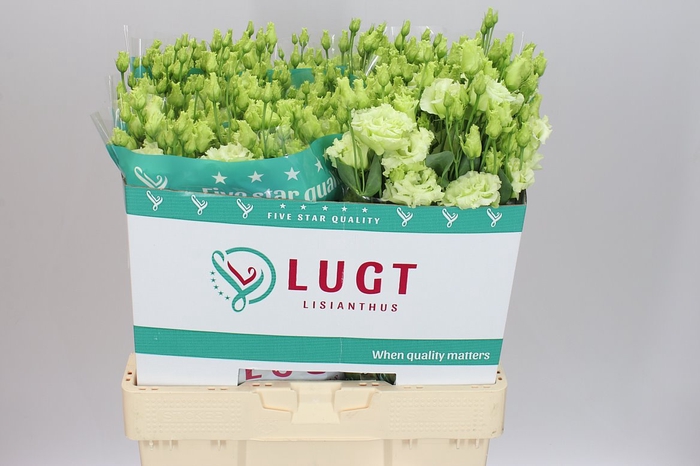 <h4>Eust Du Alissa Green</h4>