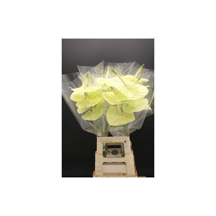 <h4>Anthurium Marysia</h4>