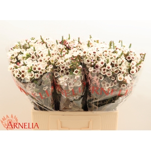Chame Moonlight Delight Arnelia