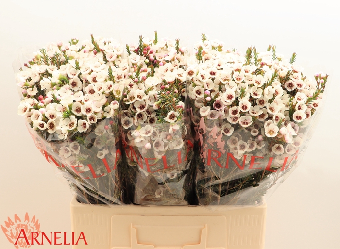 <h4>Chame Moonlight Delight Arnelia</h4>