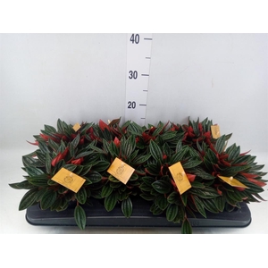 Peperomia caperata 'Rosso'